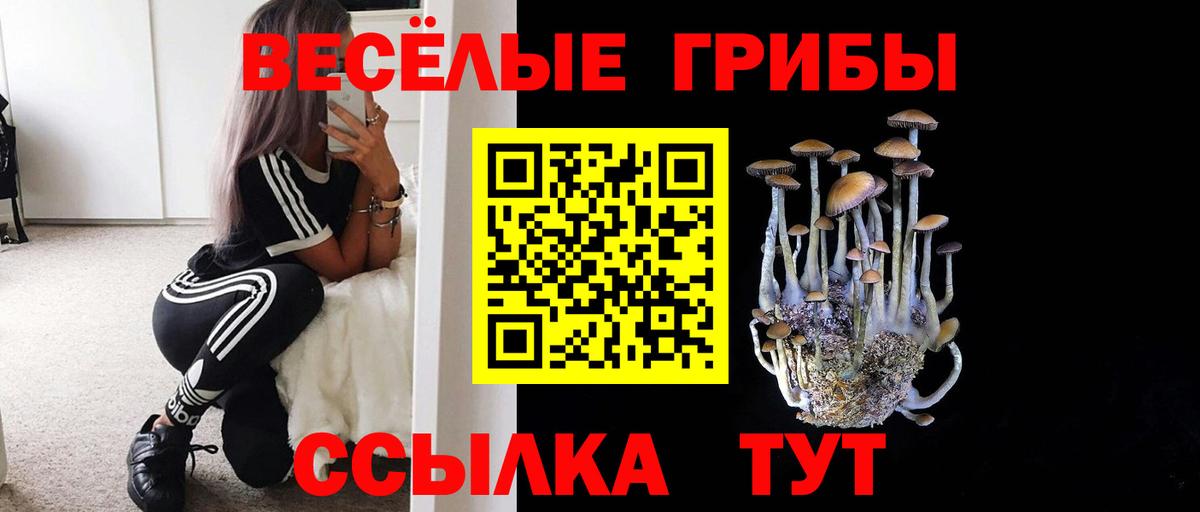 Галлюциногенные грибы Psilocybe Майкоп